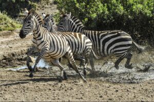 Its less common to see Zebras